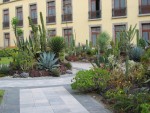 Pretty cactus garden in Vicente's backyard
