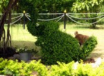 If you look closely, this is an elephant topiary